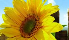 我喜欢的向日葵