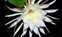 美丽神奇的昙花_200字