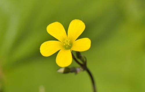 放草开花