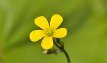 做株小草，也开花