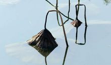 自然给我的启示——风韵