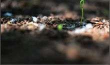 请相信小草的力量