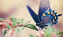 蝴蝶的短暂旅行