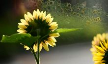 九月，空中绽放着美丽的花——献给我的老师们