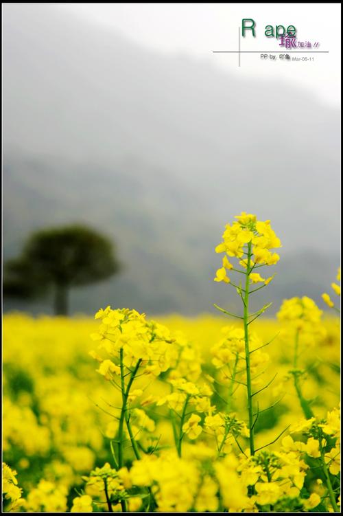 我喜欢的油菜花