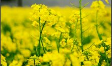 我喜欢的油菜花