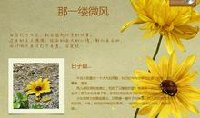 我是一缕轻盈的微风