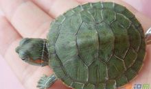 两只小乌龟_400字