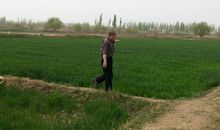 田埂上的守望
