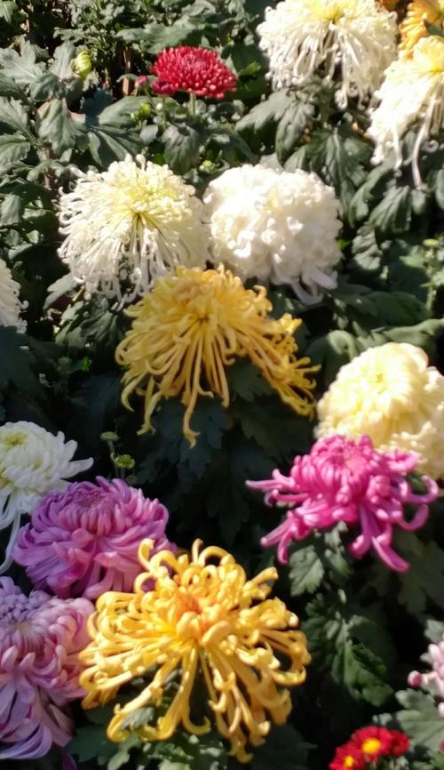 菊花
