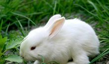 我喜欢的小动物