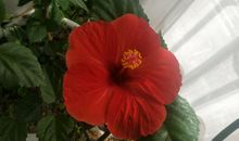 看庭前花飞花落