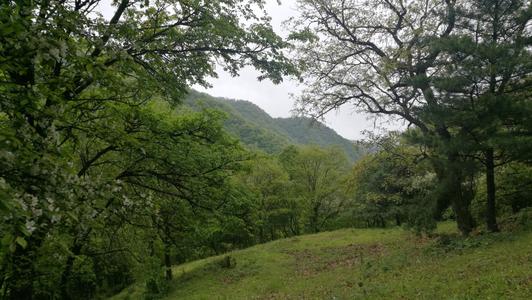 雨中映月湖