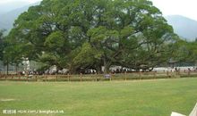 我最喜爱的榕树