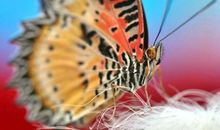 一只蝴蝶眼中的春景