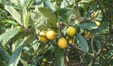 外婆家的橘子树