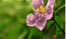 今年春天我很悲伤