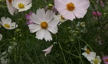 雨中摇曳的花朵