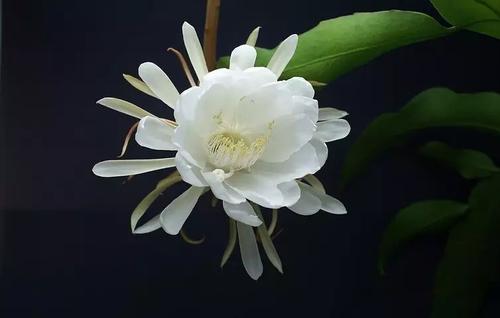 主显节