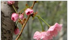 初二写景作文：春风桃李花开日_700字