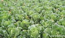 播种下理解的种子