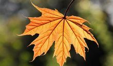 一片叶子的旅行