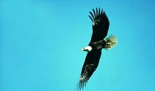 假如我是一只盘旋的鹰