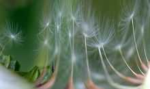 蒲公英花海悄然绽放