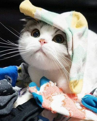 我想养一只猫