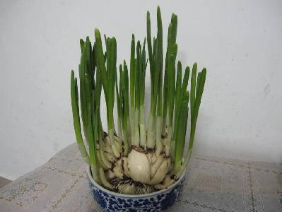 观察水仙花