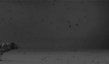 敢于有尊严和体面地输_1500字