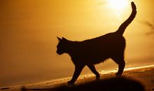 心中的那抹阳光