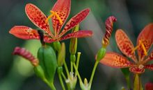 我们身边的美丽