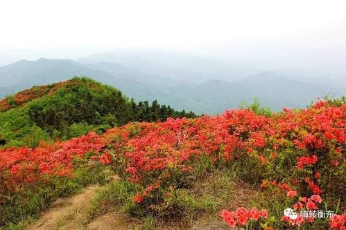 另见树枝上的杜鹃花