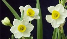我喜欢水仙花