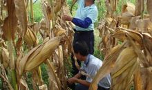 劳动与收获_450字