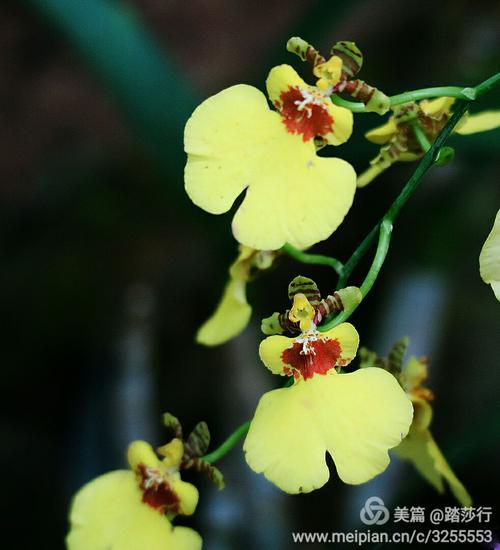 首先看蝴蝶兰_50个单词