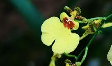 初见蝴蝶兰_50字