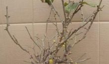 冬季的一株腊梅树