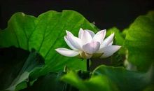 莲——浑身都是宝