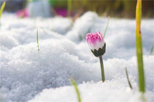 花在雪中