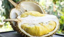 我最喜欢吃的榴莲