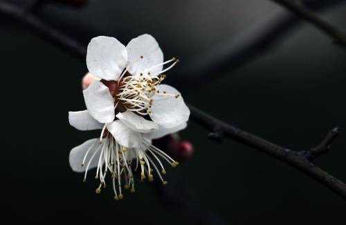 东梅