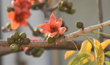 文学之花悄然绽放