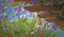 光彩夺目的春天