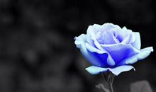 绽放在人心底的花