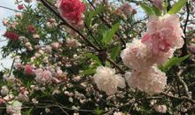 心中永恒的桃花