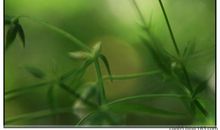 淡淡的六月，淡淡的思念