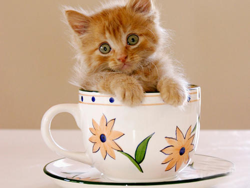 猫