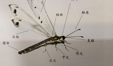 蜘蛛的网读后感